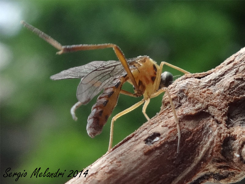 Vermileo sp. larve e adulti